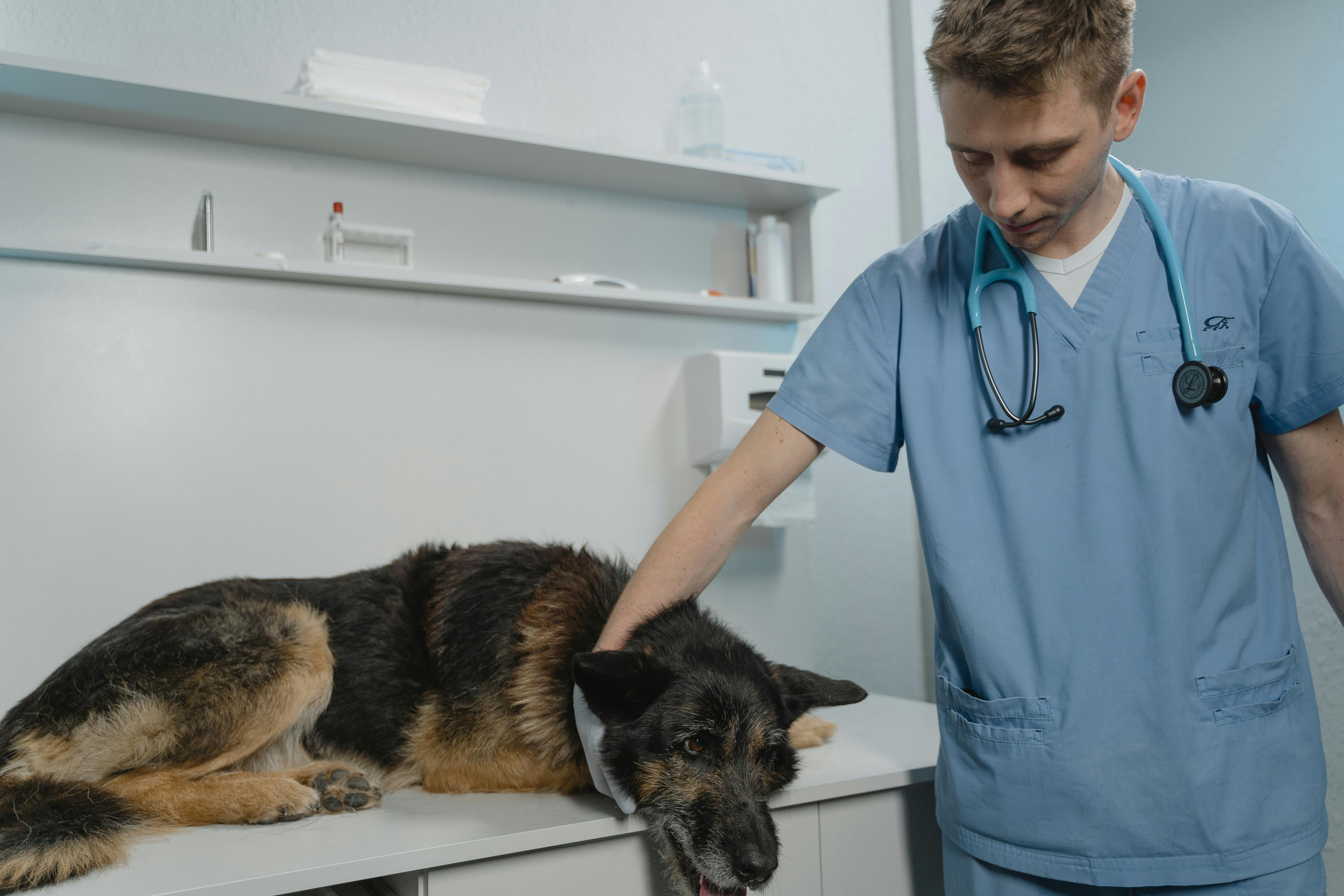 Consulta Veterinária